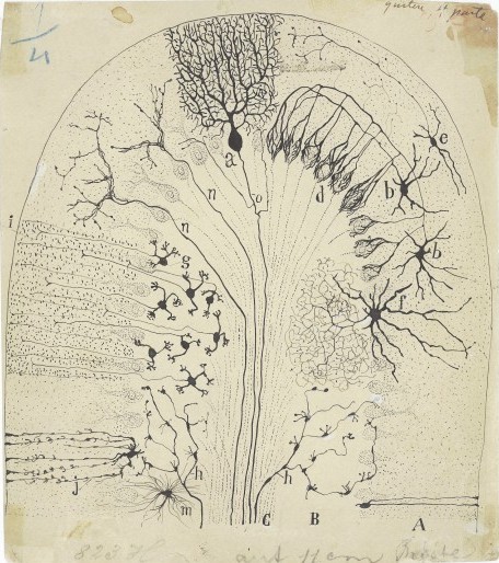 Parasagittal section of the cerebellum (detail), 1894