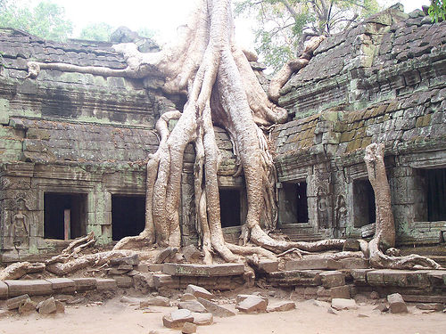 Angkor Wat tree
