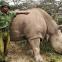 Sudan with his keeper Zach Mutai in Kenya