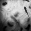 'Minute Bodies': a meditation on the infinitesimal