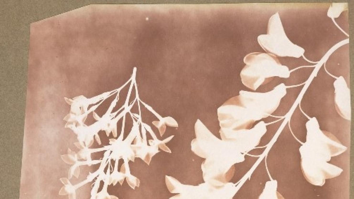 William Henry Fox Talbot, 1839, Photogenic Drawing of Flower Specimens: the delicate first step on the path to a major visual art