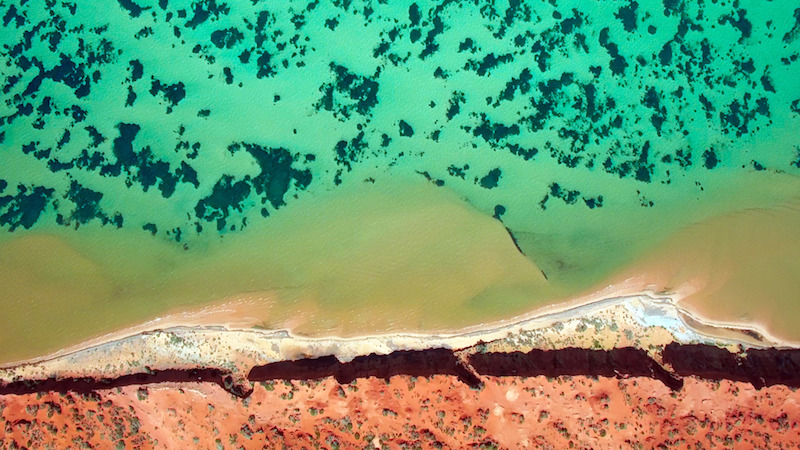 Some of the largest seagrass meadows in the world are found off the coast of Australia, in Shark Bay and the Torres Strait. The meadows are comprised of many species including the seagrass Amphibolis Antarctica. More closely related to lilies than terrestrial grasses, they are the only flowering plants to live completely submerged in seawater.