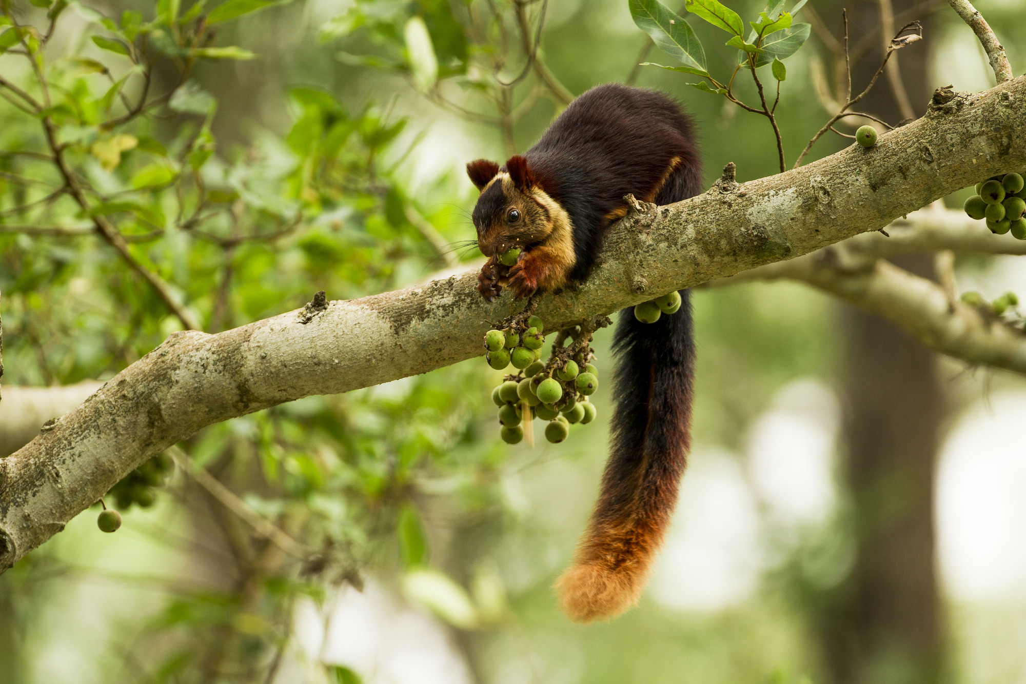 The Malabar giant squirrel lives in the forests of India © Sadesh Kadur/Felis Images