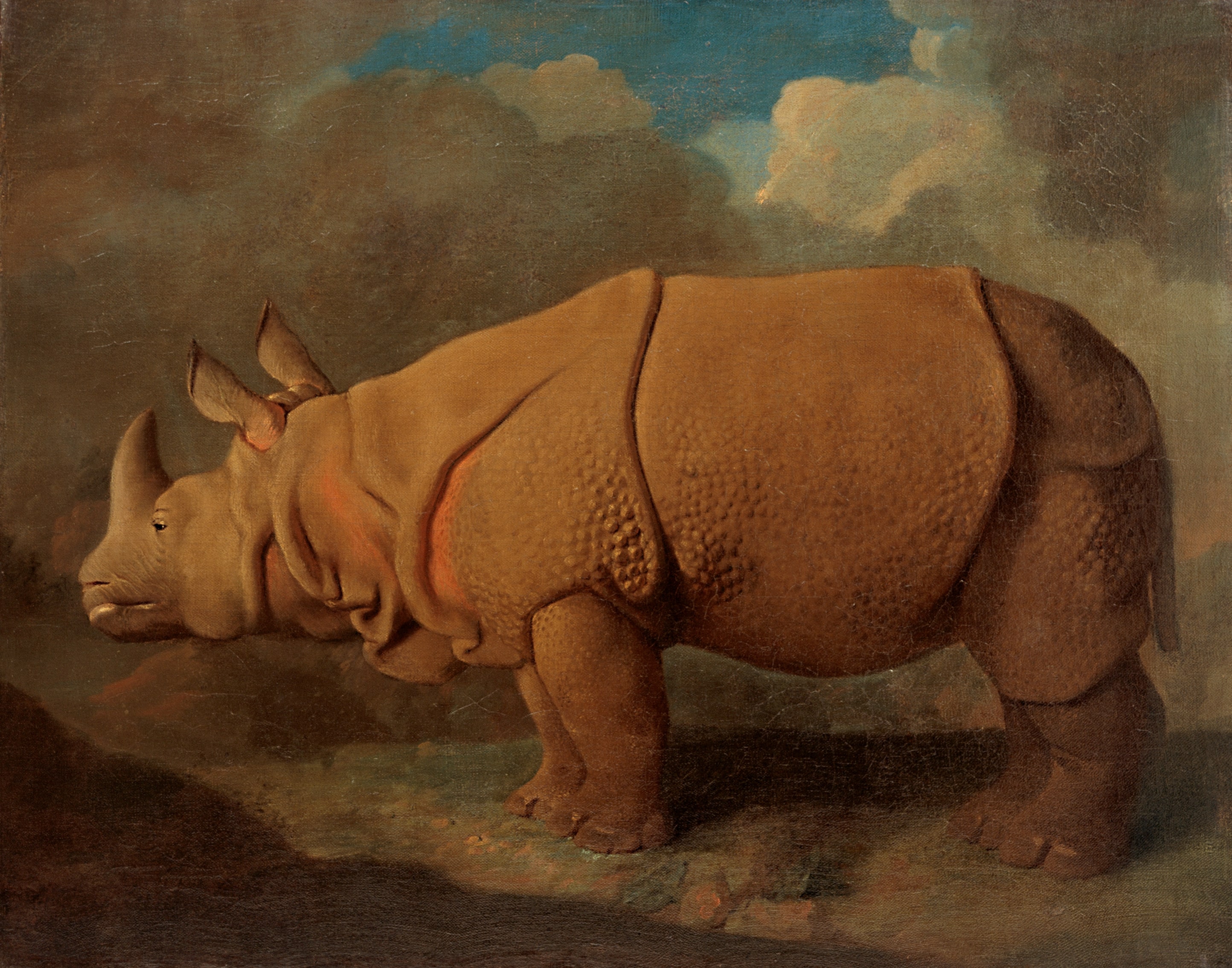 George Stubbs, Rhinoceros, c. c. 1790–1792 © Royal College of Surgeons of England