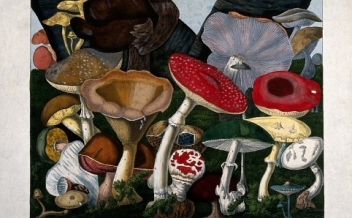 Wellcome-mushrooms