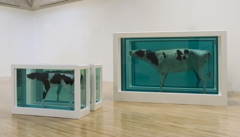 damien hirst calf