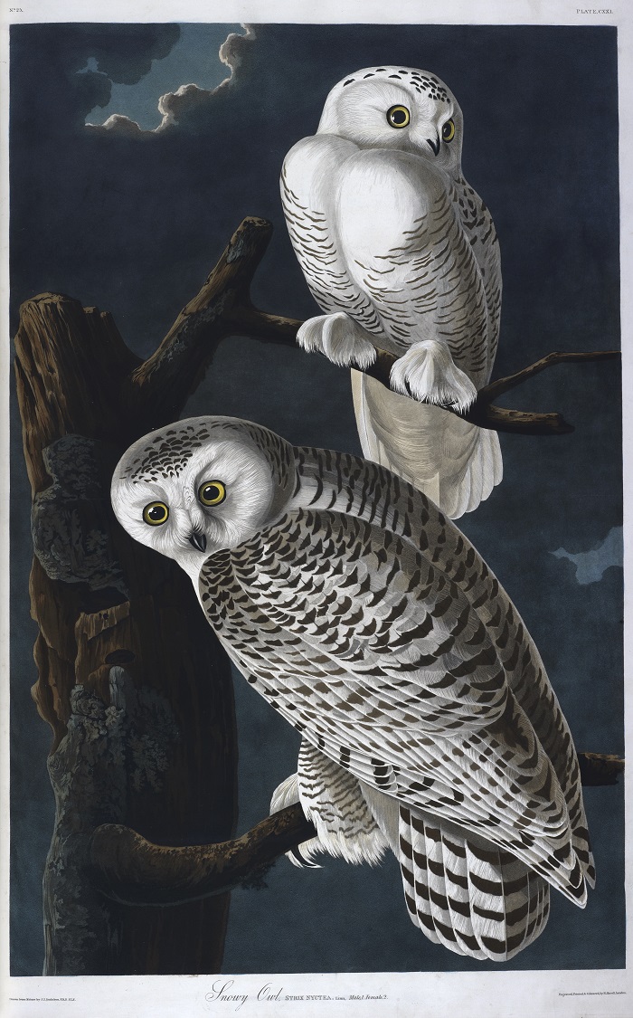 The Snowy Owl, John James Audubon