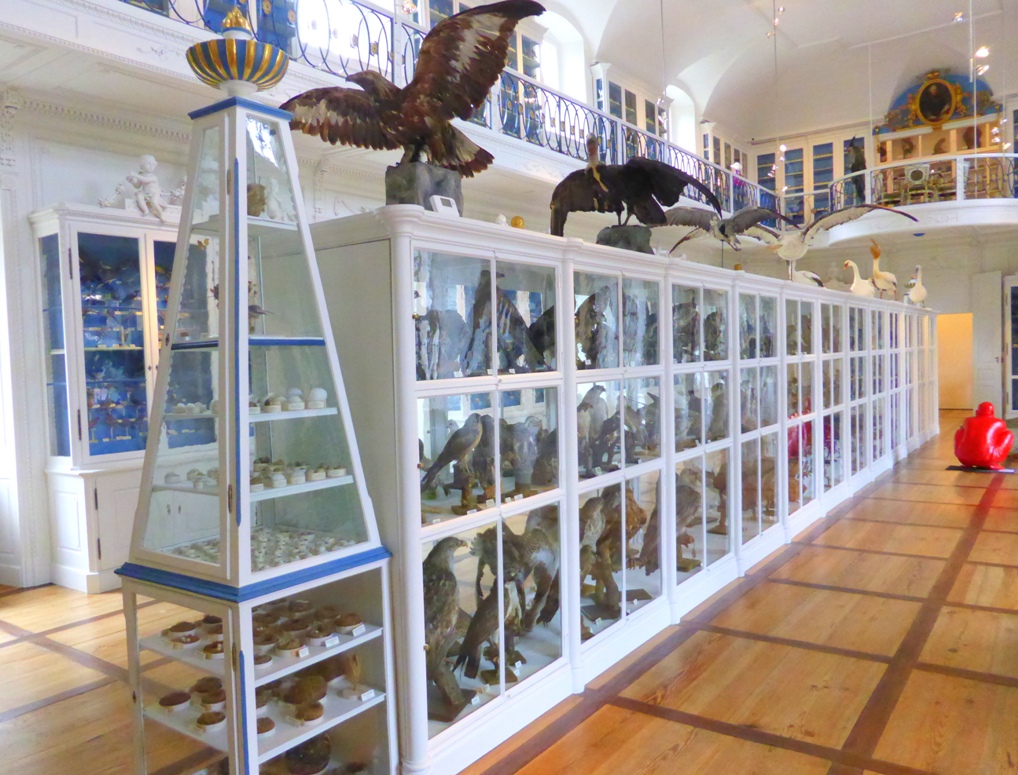 Vogelsaal in Bamberg Natural History Museum