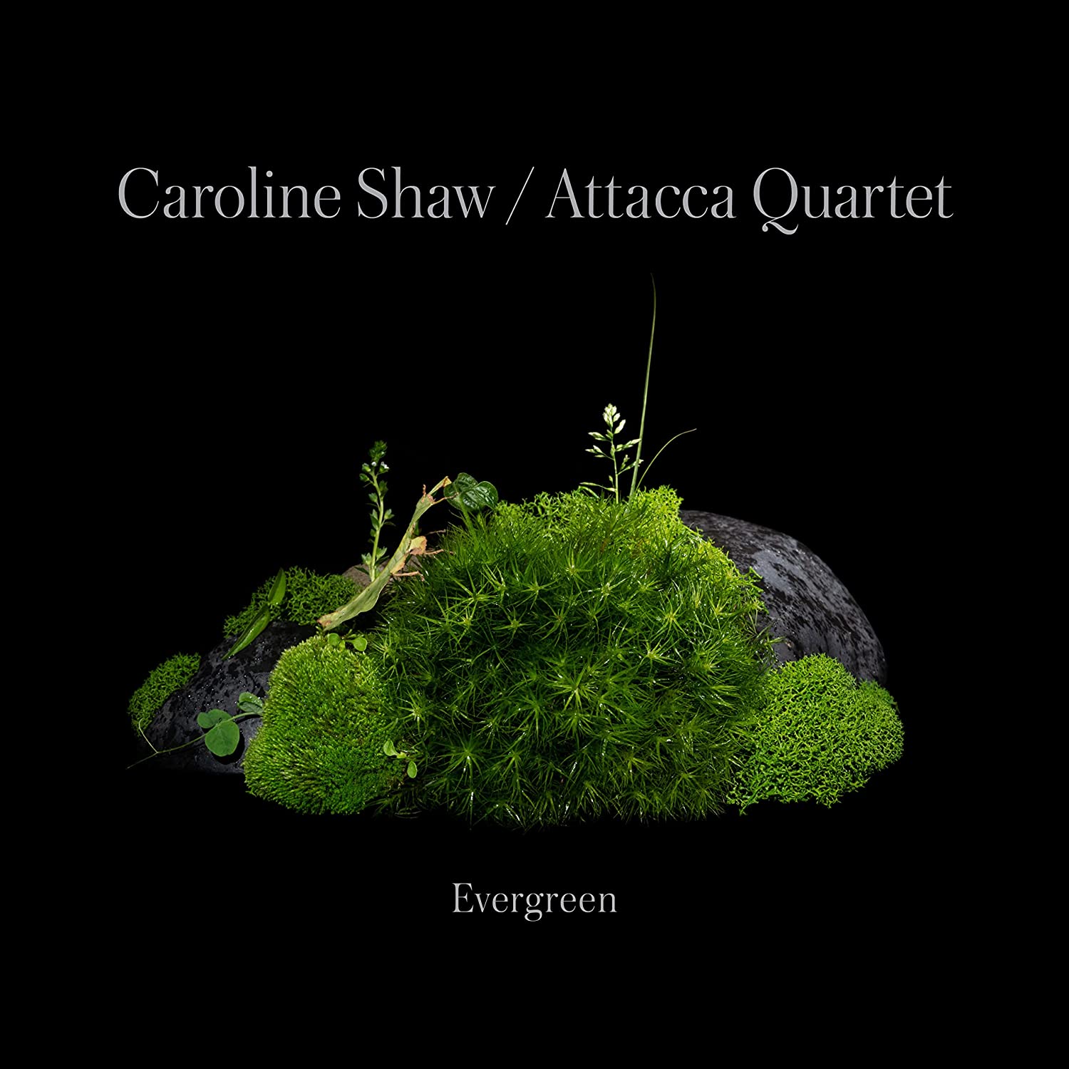 Caroline Shaw evergreen