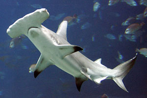 hammerhead_shark_small