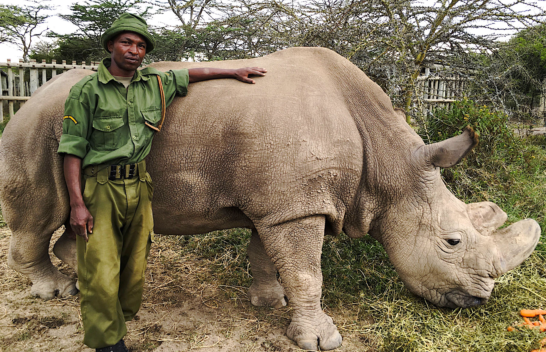 Sudan: the Last of the Rhinos, BBC Two review – requiem for ...