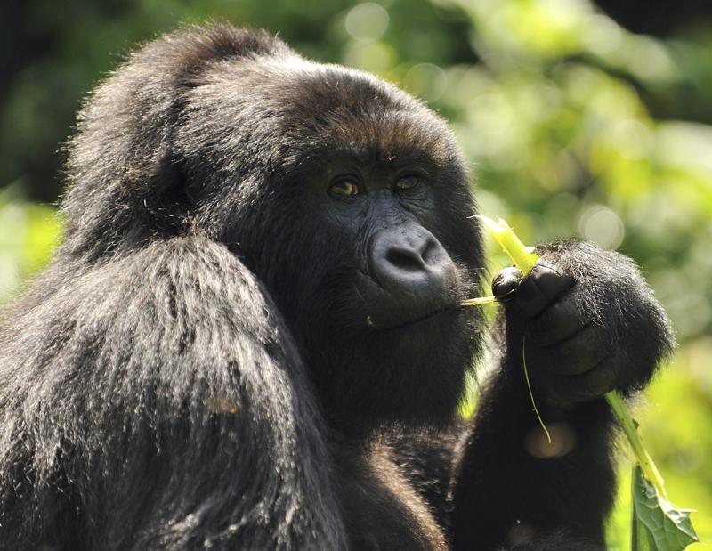 Mountain Gorilla: eats shoots and leaves, but will others leave it alone?