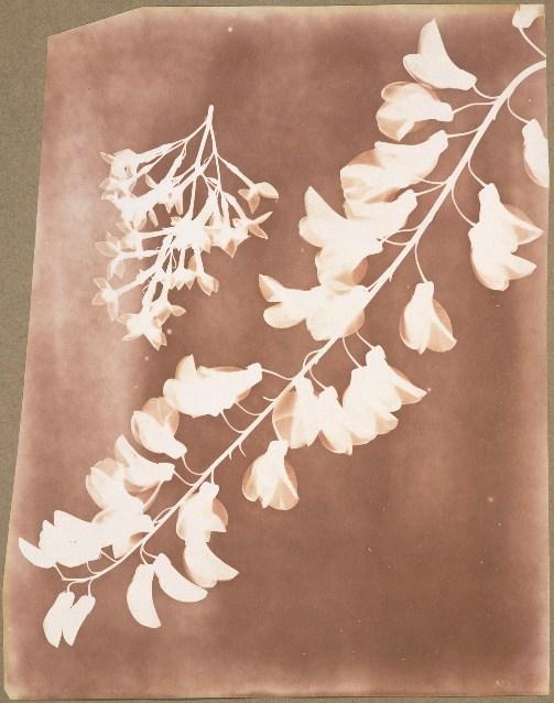 William Henry Fox Talbot, 1839, Photogenic Drawing of Flower Specimens: the delicate first step on the path to a major visual art