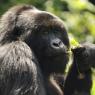 Mountain Gorilla: eats shoots and leaves, but will others leave it alone?