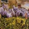 'Wisteria, Cookham,' 1942: 'Fecund, exuberant nature can barely be contained by anything manmade'