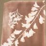 William Henry Fox Talbot, 1839, Photogenic Drawing of Flower Specimens: the delicate first step on the path to a major visual art