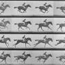 Eadweard Muybridge: 'Annie G galloping', c. 1887