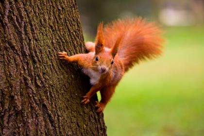 A flexible ankle joint allows squirrels to run headfirst down tree