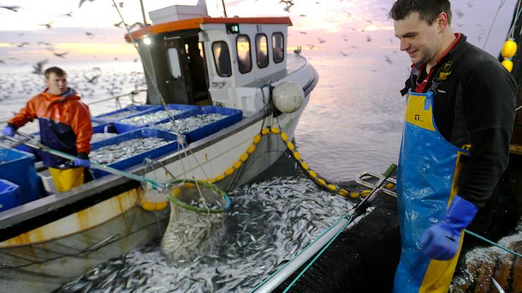 Chris Blamey catches a shedload of sardines