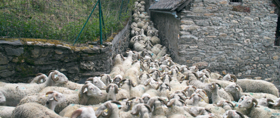 The flock making their way up to the summer pastures