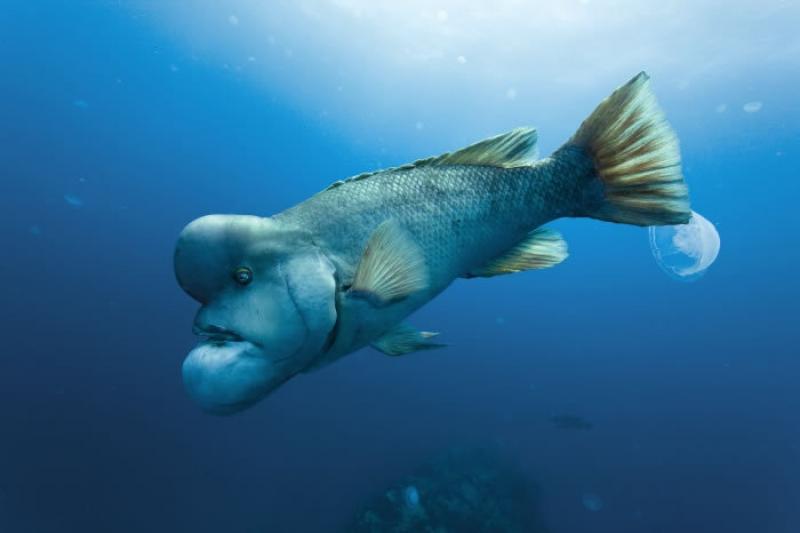 weird looking fish