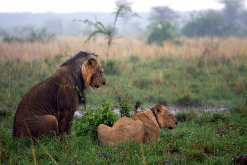 Lions - Born Free