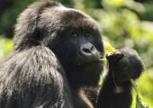 Mountain Gorilla: eats shoots and leaves, but will others leave it alone?