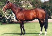 Sadler's Wells 1981-2011: Dancing to victory was in his blood 