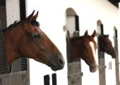 Thoroughbred documentary Race Horses comes to BBC Four