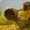 Last of the wild beekeepers, Hatidze Muratova