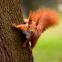 A flexible ankle joint allows squirrels to run headfirst down tree