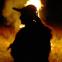 Boujeloud, the goat man of Joujouka