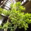 Beuy’s Acorns by Ackroyd & Harvey installed in Bloomberg Arcade