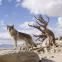 Call of the wild: Czechoslovakian wolfdog Chuck as Alpha