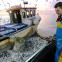 Chris Blamey catches a shedload of sardines