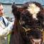 James Herriot (Nicholas Ralph) with Clive the bull