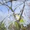'Garden in Springtime', 1990 (detail) by Jean Cooke