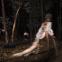 'Into the woods' will never feel the same again