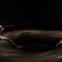 Shaq Taylor and Scarlett Brookes circle each other