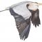 Artist Jackie Morris's Heron in Flight, for Robert MacFarlane's The Lost Words and the new stage show, Spell Songs