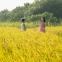 America calls: Pin-Jui and Yuan as children in Taiwan