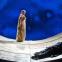 Claire Rutter's Tosca ponders her ultimate, liberating move