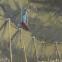The Trapeze, 1920 by Walter Sickert