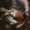 Who killed Cock Robin? One of the artful images in this unusual documentary