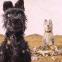 Stray dog Chief (voiced by Bryan Cranston) is part of a pack of scavenging canines
