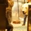Reflection of a cellist playing in Svendsen's Octet at the Svalbard Museum while a stuffed polar bear looks on