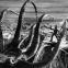 Zeman's stop motion octopus: a tenticular terror