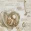 Leonardo da Vinci, 'The Fetus in the Womb', c.1511