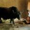 Sherab Dorji as teacher Uygen tending to Norbu the yak